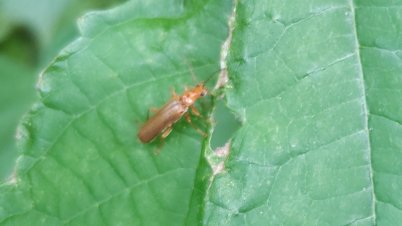 カラムシのセボシジョウカイ 横浜市旭区今宿南町