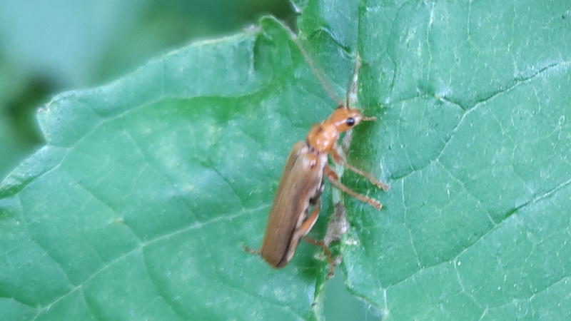 カラムシのセボシジョウカイ 横浜市旭区今宿南町