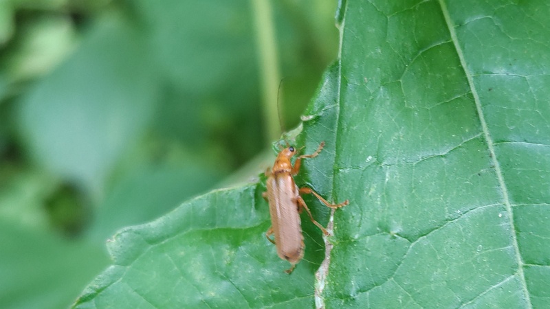 カラムシのセボシジョウカイ 横浜市旭区今宿南町