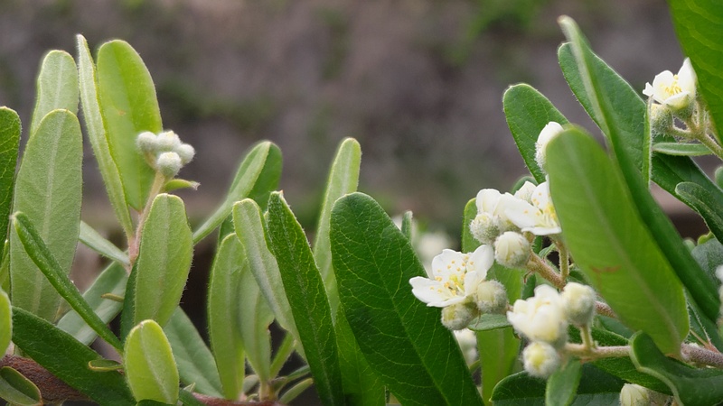 タチバナモドキの花 横浜市旭区鶴ヶ峰本町