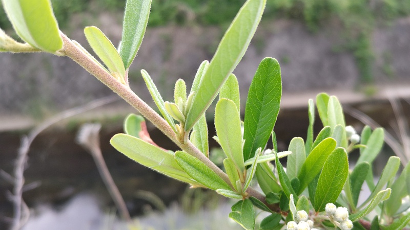 タチバナモドキの花 横浜市旭区鶴ヶ峰本町