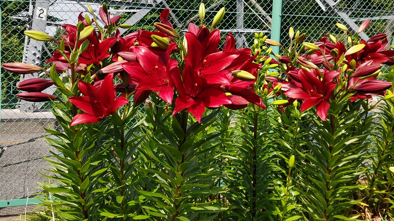 スカシユリの花 横浜市旭区希望が丘ふれあいの森公園