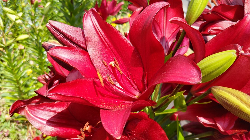 スカシユリの花 横浜市旭区希望が丘ふれあいの森公園