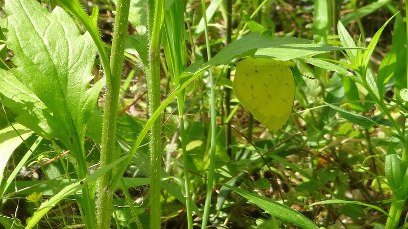 キタキチョウ♂ 横浜市旭区希望が丘ふれあいの森公園