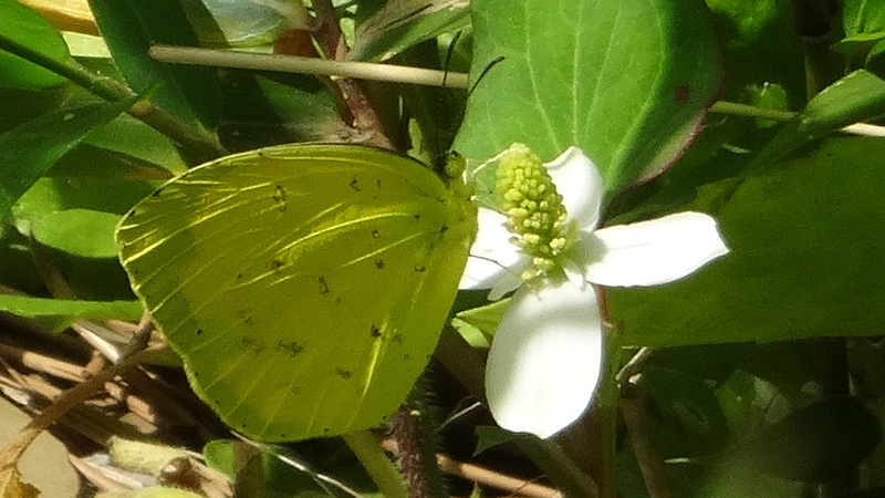 キタキチョウ♂ 横浜市旭区希望が丘ふれあいの森公園
