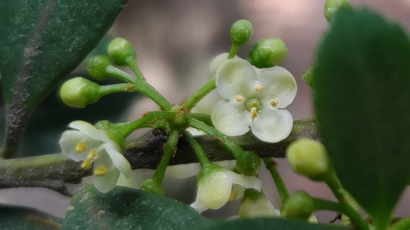 イヌツゲの花 横浜市旭区希望が丘ふれあいの森公園
