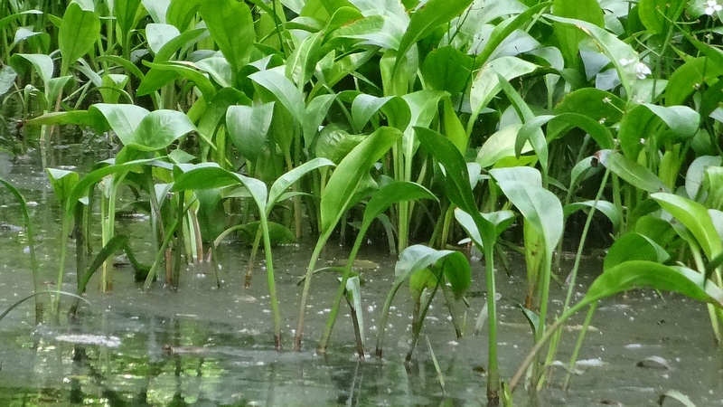 ヘラオモダカ 横浜市旭区希望が丘水の森公園