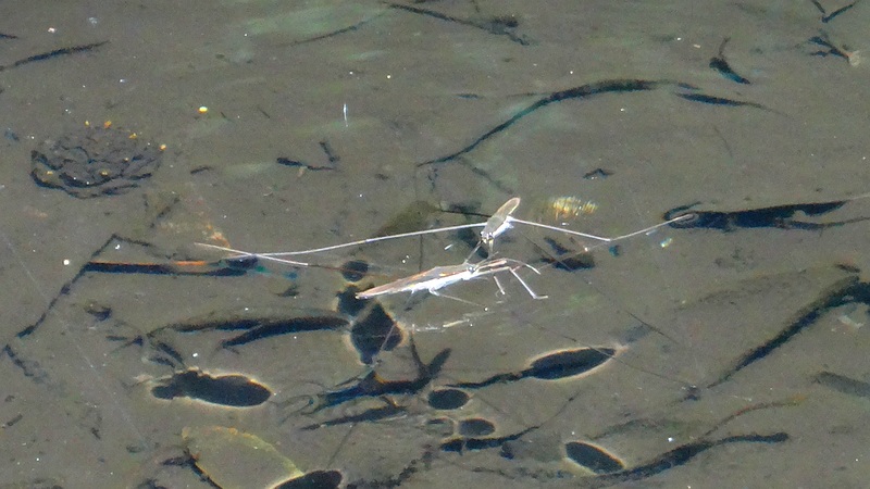 オオアメンボ 横浜市旭区希望が丘水の森公園