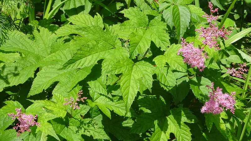 シモツケソウの花 横浜市旭区希望が丘水の森公園