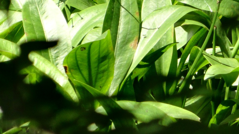 ヘラオモダカ 横浜市旭区希望が丘水の森公園