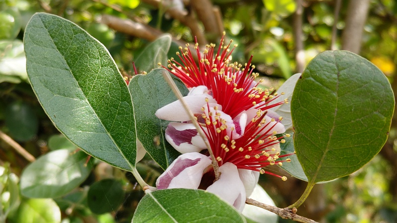 フェイジョアの花 横浜市旭区中希望が丘