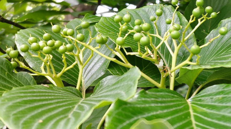ミズキの若い果実 横浜市瀬谷区長屋門公園
