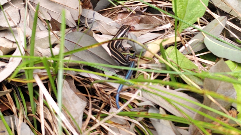ニホントカゲ 横浜市瀬谷区長屋門公園