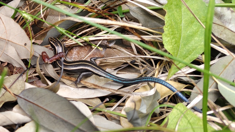 ニホントカゲ 横浜市瀬谷区長屋門公園