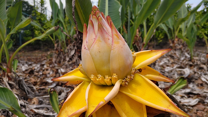 チユウキンレンの花 横浜市瀬谷区阿久和東