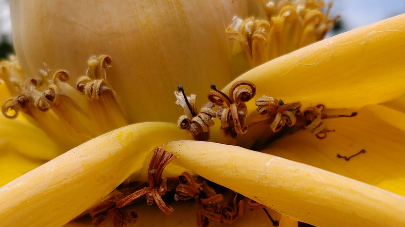 チユウキンレンの花 横浜市瀬谷区阿久和東