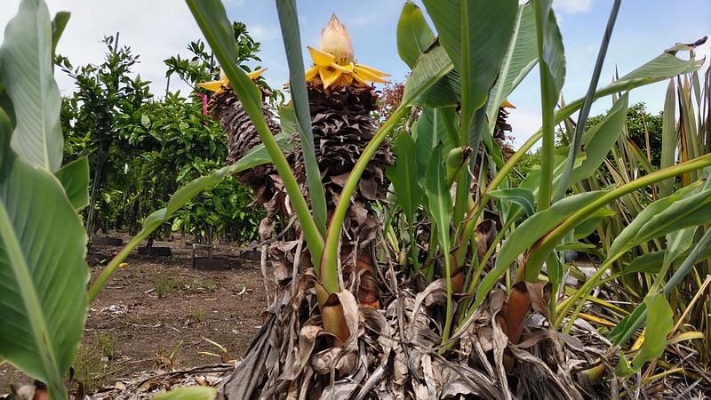 チユウキンレンの花 横浜市瀬谷区阿久和東