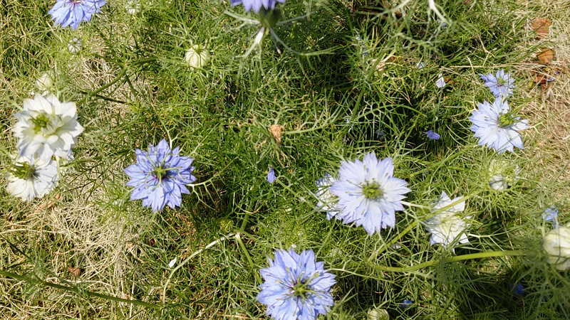 クロタネソウの花 横浜市瀬谷区宮沢