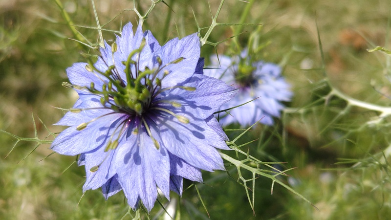 クロタネソウの花 横浜市瀬谷区宮沢