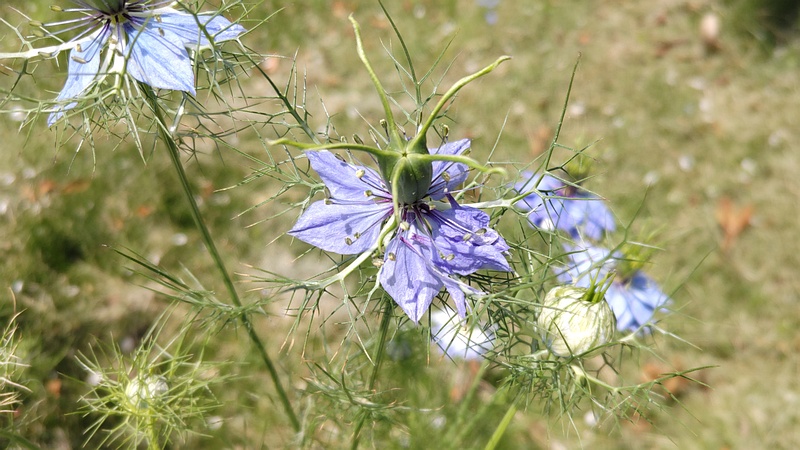 クロタネソウの花 横浜市瀬谷区宮沢