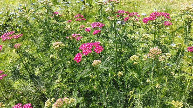 セイヨウノコギリソウの花 横浜市瀬谷区宮沢