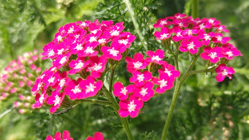 セイヨウノコギリソウの花 横浜市瀬谷区宮沢