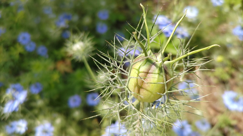 クロタネソウの袋果 横浜市瀬谷区宮沢