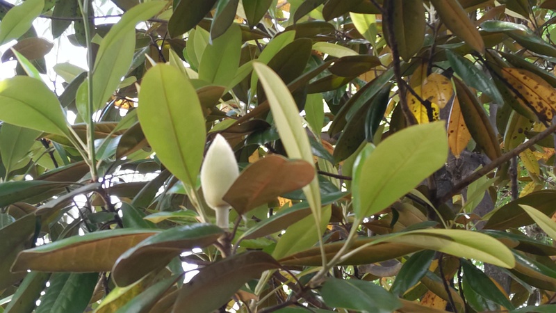 タイサンボクの蕾 横浜市瀬谷区二ツ橋町