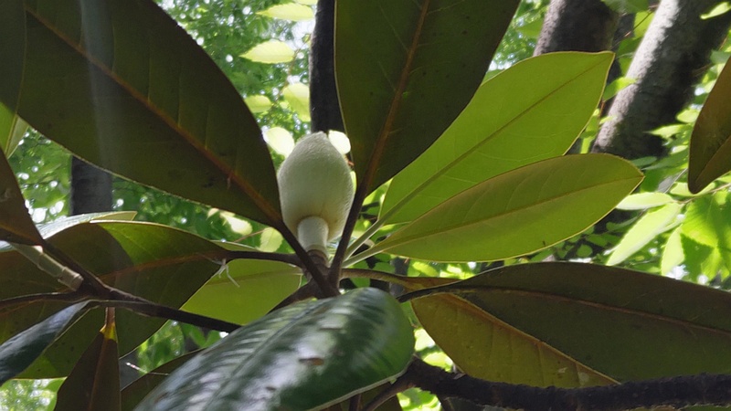 タイサンボクの蕾 横浜市瀬谷区二ツ橋町