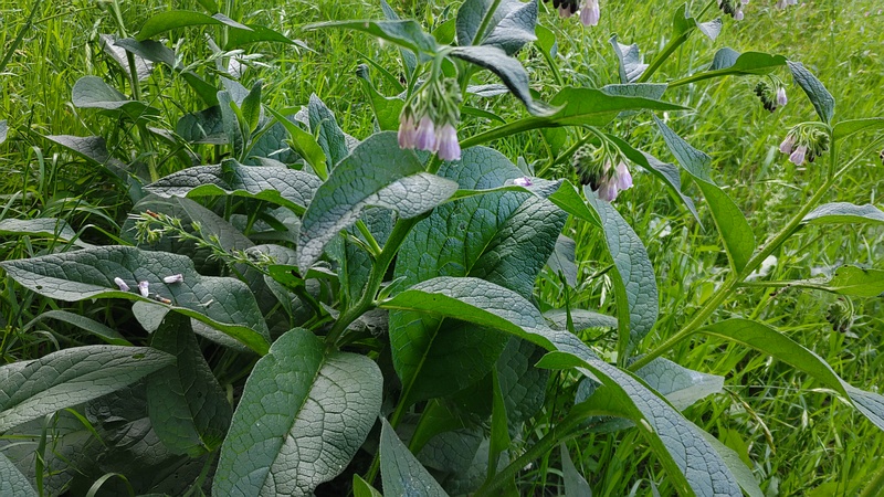 ヒレハリソウの花 横浜市瀬谷区二ツ橋町