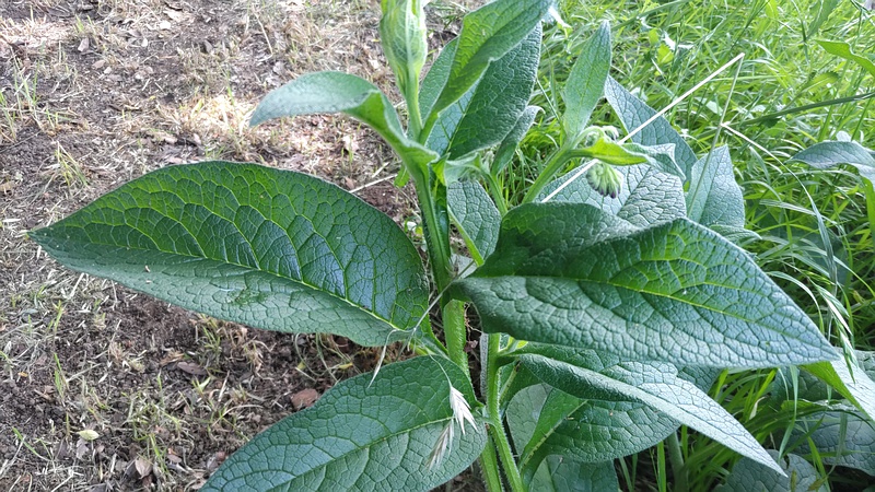 ヒレハリソウの花 横浜市瀬谷区二ツ橋町