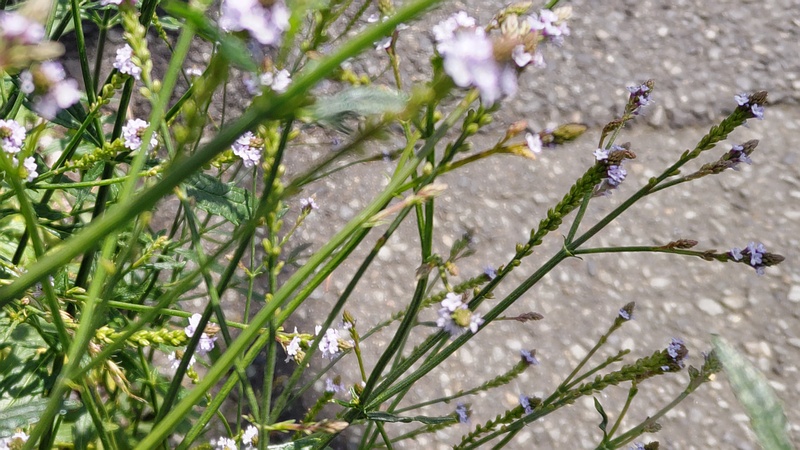 アレチハナガサの花 横浜市瀬谷区二ツ橋町