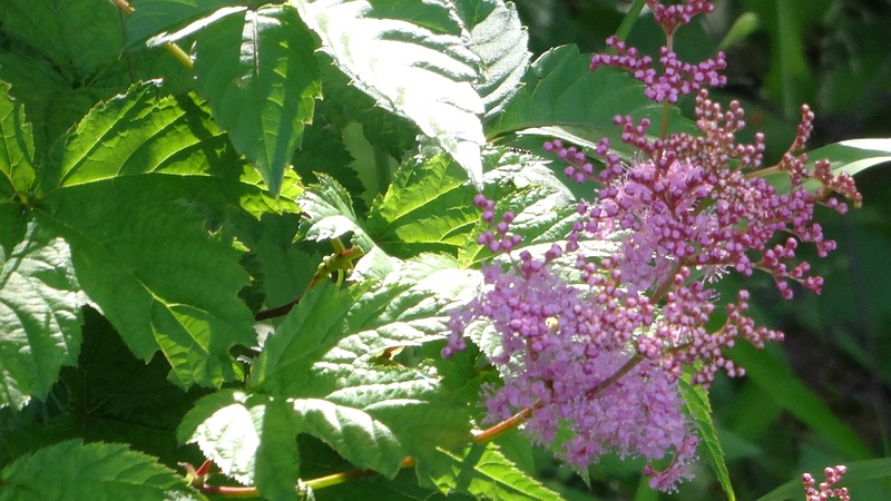 シモツケソウの花 横浜市旭区希望が丘水の森公園