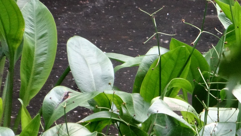 ヘラオモダカ 横浜市旭区希望が丘水の森公園