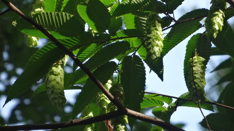 クマシデの果穂 横浜市旭区希望が丘水の森公園