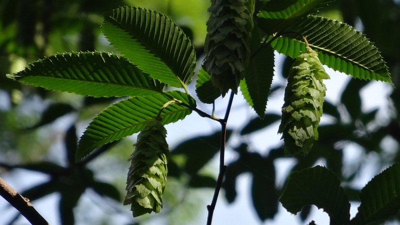 クマシデの果穂 横浜市旭区希望が丘水の森公園