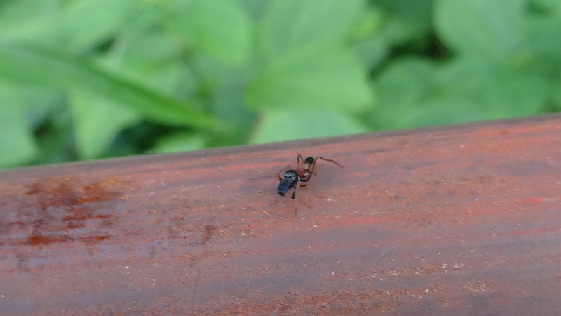 ヤガタアリグモ♂ 横浜市旭区希望が丘水の森公園