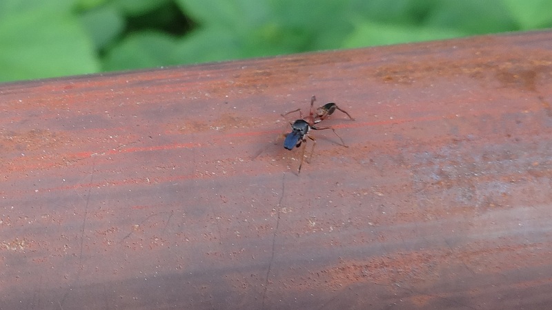 ヤガタアリグモ♂ 横浜市旭区希望が丘水の森公園