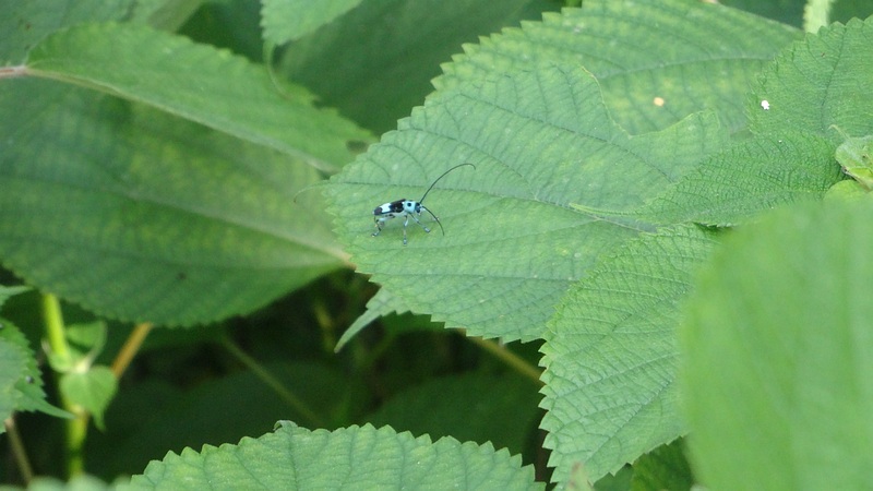 ラミーカミキリ♂ 横浜市旭区希望が丘水の森公園