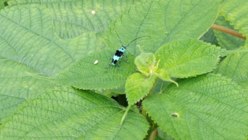ラミーカミキリ♂ 横浜市旭区希望が丘水の森公園