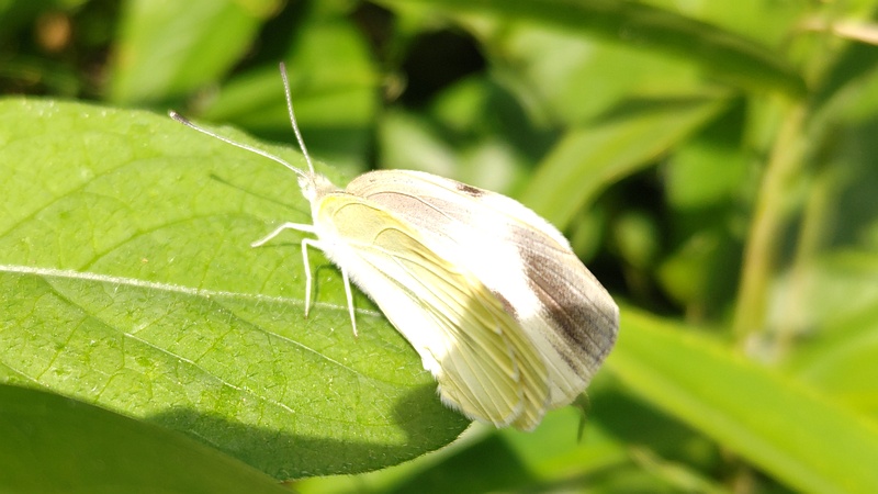 モンシロチョウ 横浜市旭区中希望が丘