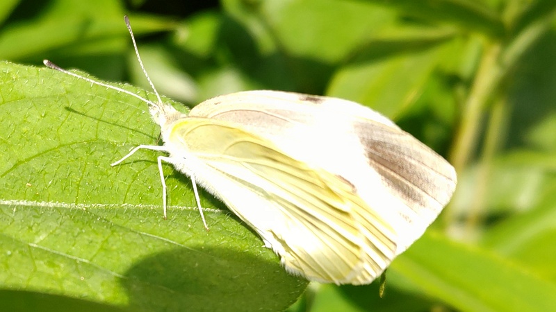 モンシロチョウ 横浜市旭区中希望が丘