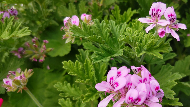 ニオイテンジクアオイの花 横浜市旭区東希望が丘
