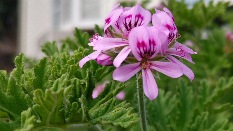 ニオイテンジクアオイの花 横浜市旭区東希望が丘