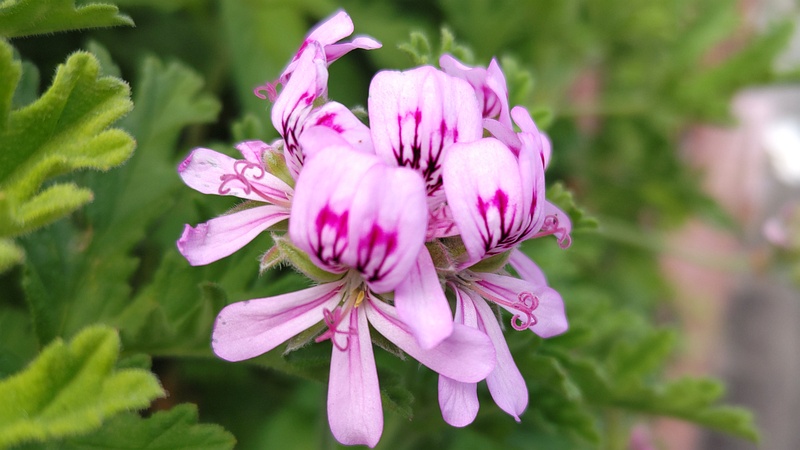ニオイテンジクアオイの花 横浜市旭区東希望が丘