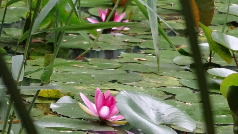 スイレンの花 川崎市幸区さいわいふるさと公園