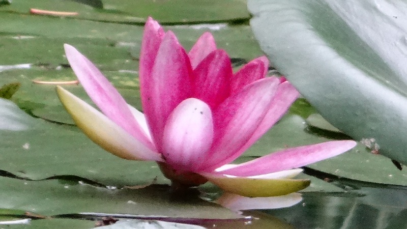スイレンの花 川崎市幸区さいわいふるさと公園