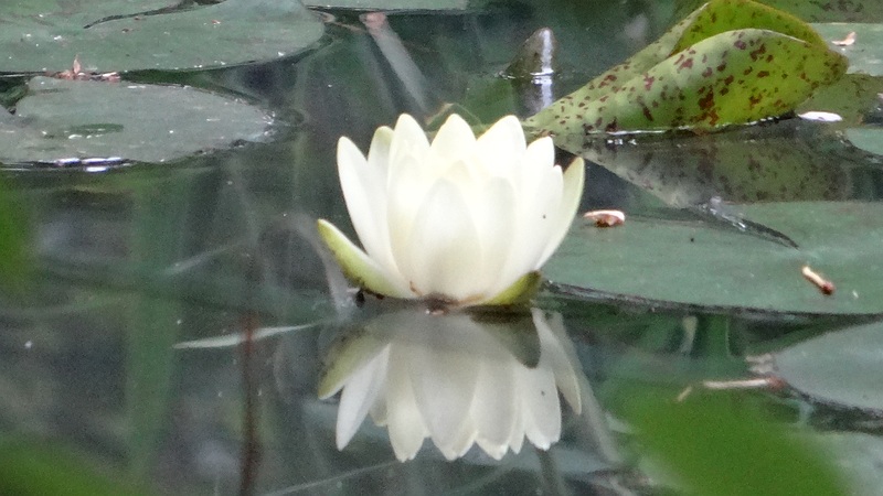 スイレンの花 川崎市幸区さいわいふるさと公園