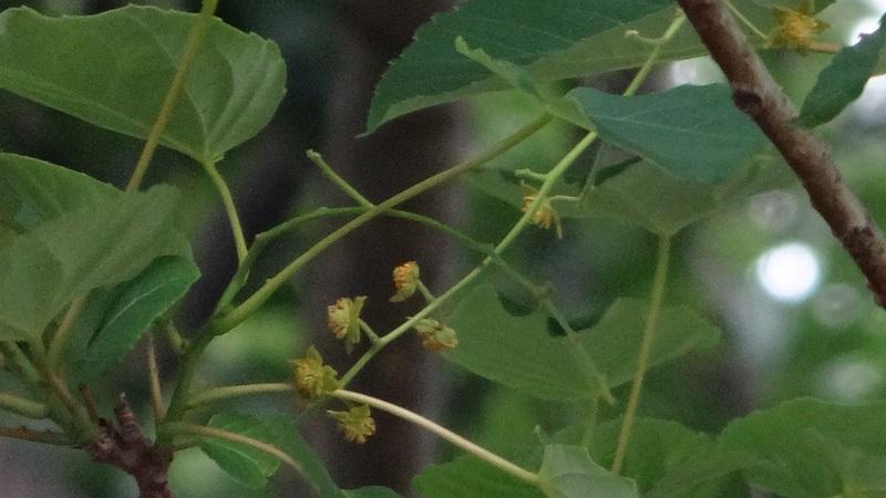 イイギリの花 川崎市幸区さいわいふるさと公園