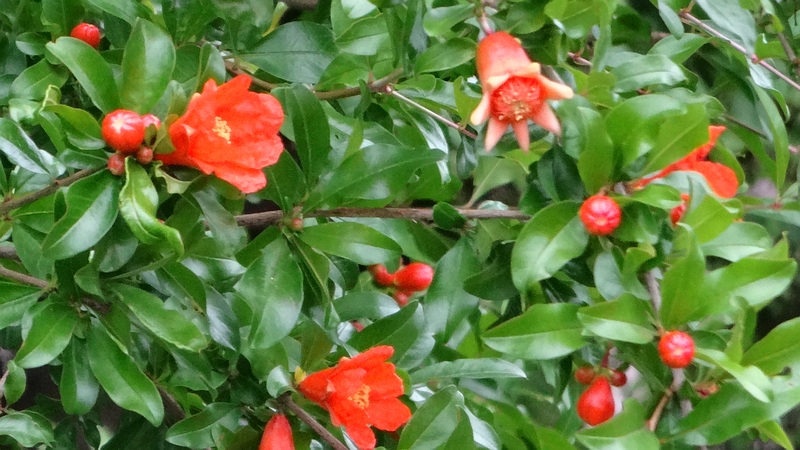 ザクロの花 川崎市幸区さいわいふるさと公園